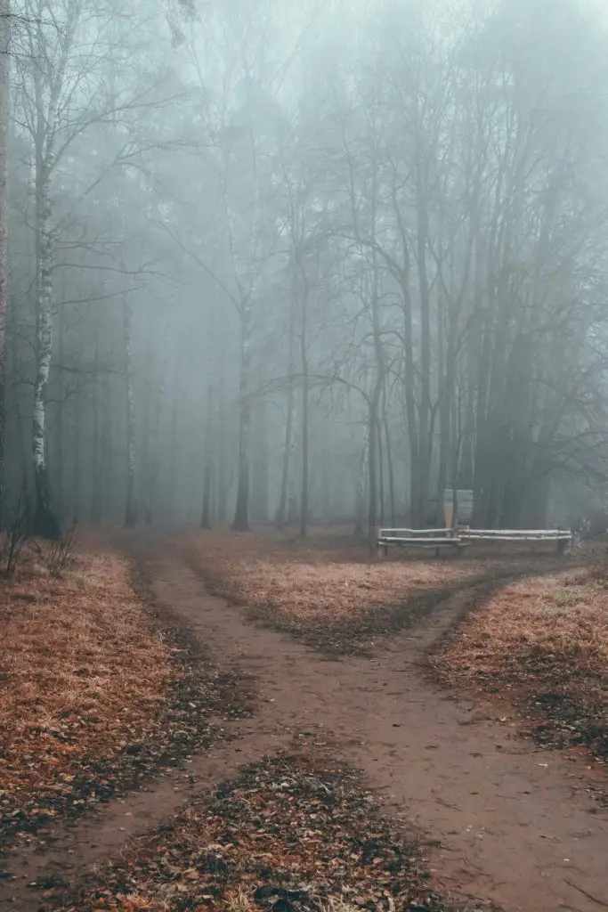 Mysterious misty forest with a forked path creating an intriguing journey.